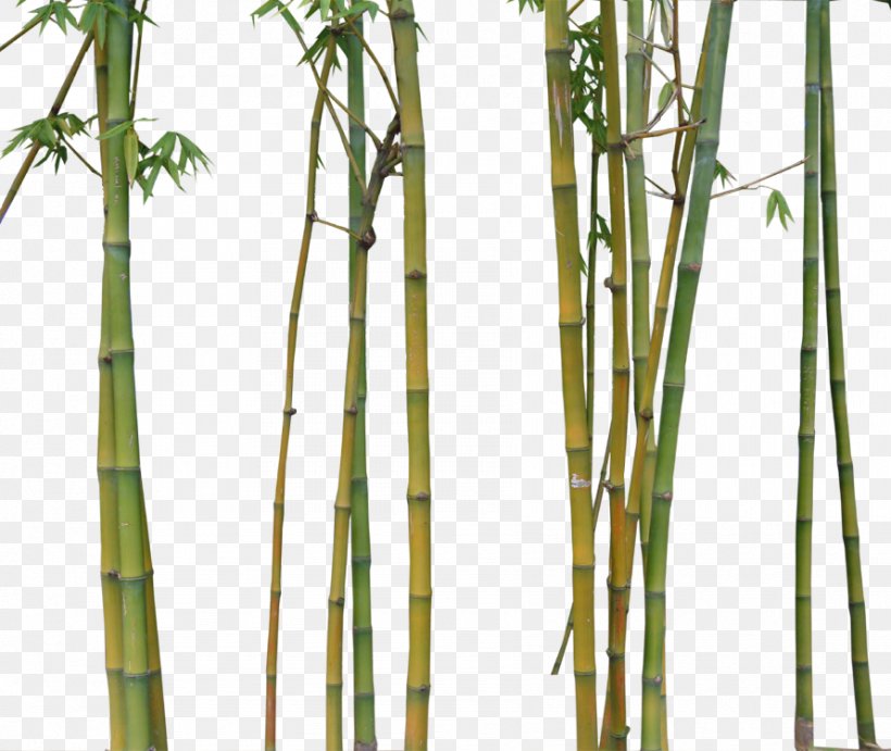 Bamboo Bamboe Euclidean Vector, PNG, 890x751px, Bamboo, Bamboe, Grass, Grass Family, Gratis Download Free