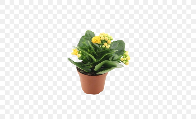 Flower Flowerpot Plant Yellow Houseplant, PNG, 500x500px, Flower, Echeveria, Flowerpot, Grass, Houseplant Download Free