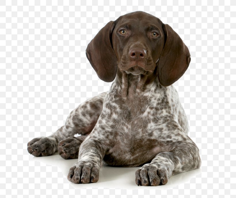 German Shorthaired Pointer Puppy Hunting, PNG, 750x691px, German Shorthaired Pointer, Bird Dog, Braque D Auvergne, Breed, Breed Club Download Free