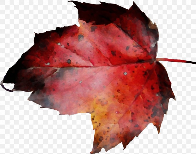 Red Maple Leaf, PNG, 900x706px, Watercolor, Animation, Autumn, Black Maple, Deciduous Download Free