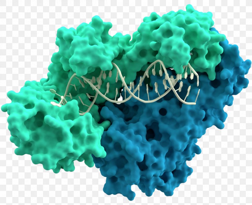 Reverse Transcriptase DNA Polymerase Transcription Retrovirus RNA, PNG, 1200x975px, Reverse Transcriptase, Dna, Dna Polymerase, Dna Replication, Enzyme Download Free