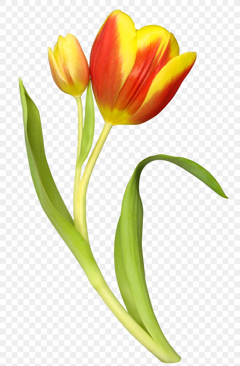 Tulip Flower Bouquet Clip Art, PNG, 1764x2685px, Tulip, Animation, Bud, Cut Flowers, Floral Design Download Free