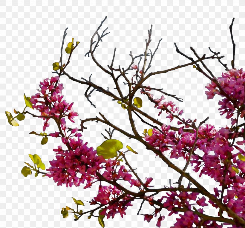 Flower Plant Branch Lilac Tree, PNG, 1600x1492px, Watercolor, Branch, Flower, Lilac, Paint Download Free