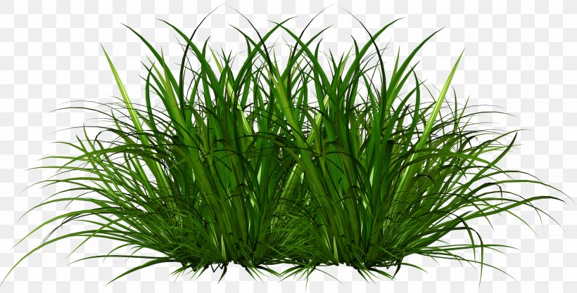 Green Grass Background, PNG, 3565x1816px, Ornamental Grass, Chives, Chrysopogon Zizanioides, Feather Reed Grass, Flower Download Free