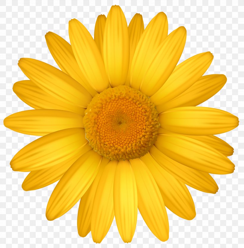 Yellow Common Daisy Transvaal Daisy Clip Art, PNG, 5590x5688px, Yellow, Chrysanthemum, Chrysanths, Close Up, Color Download Free