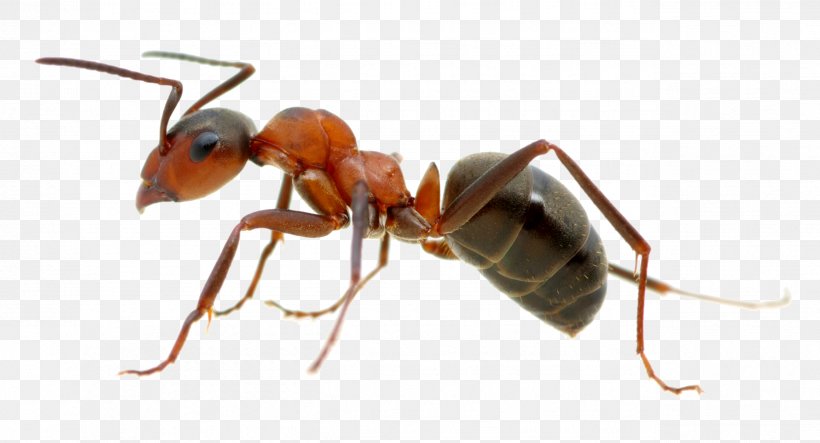 Black Carpenter Ant Black Garden Ant Ant Colony Termite, PNG, 2571x1389px, Ant, Ant Colony, Arthropod, Banded Sugar Ant, Black Carpenter Ant Download Free
