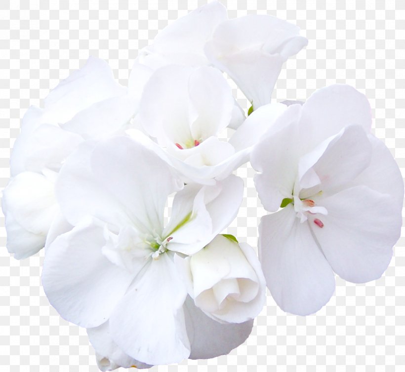 Cut Flowers Rose White, PNG, 1250x1150px, Flower, Blossom, Color, Crane Sbill, Cut Flowers Download Free