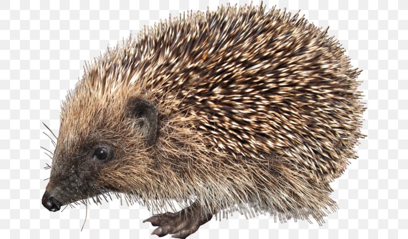 European Hedgehog Clip Art, PNG, 658x480px, Hedgehog, Animal, Archive File, Domesticated Hedgehog, Echidna Download Free