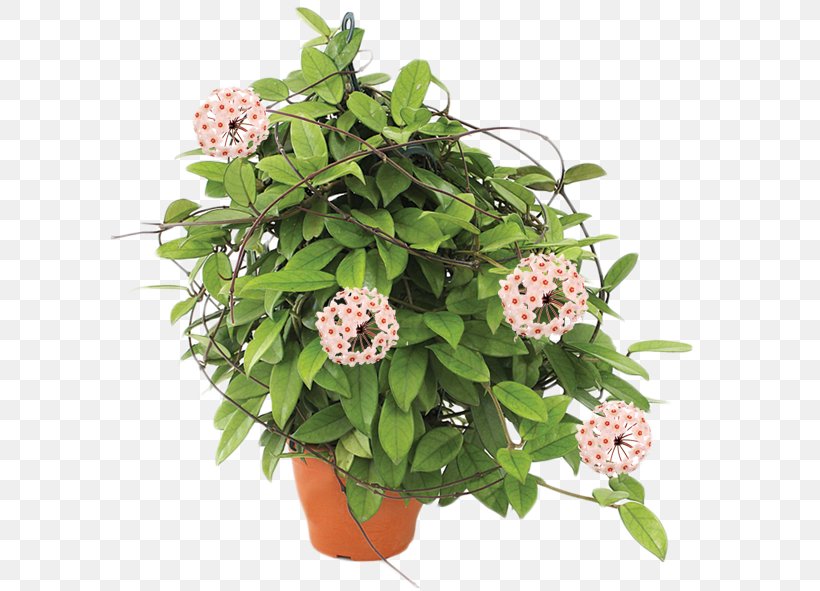 Flowerpot Hoya Carnosa Plant Cut Flowers, PNG, 632x591px, Flower, Annual Plant, Cut Flowers, Fig Trees, Floral Design Download Free