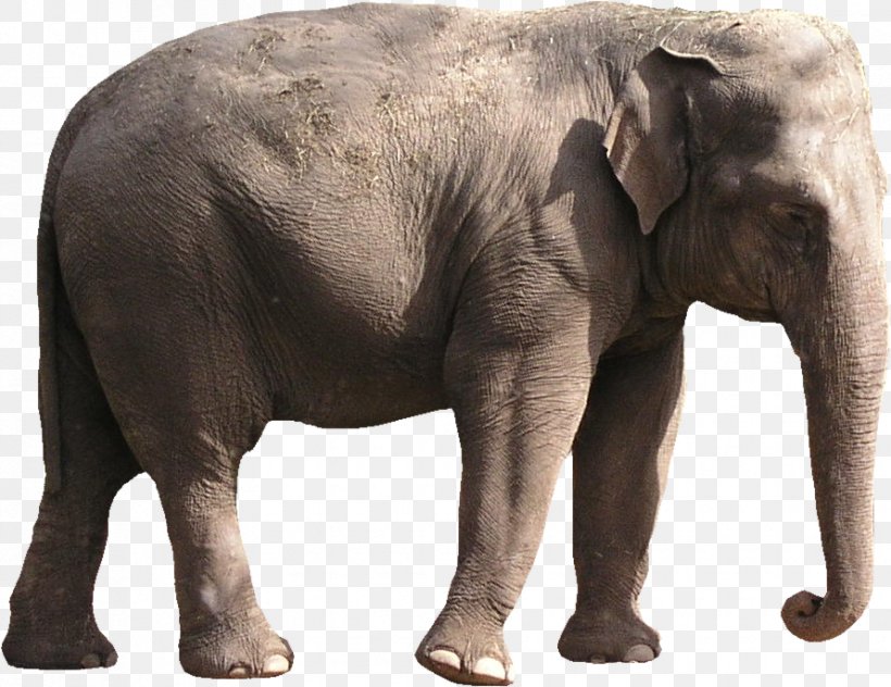 African Bush Elephant The Elephants Asian Elephant, PNG, 890x686px, 3d Computer Graphics, African Bush Elephant, African Elephant, Asian Elephant, Digital Image Download Free