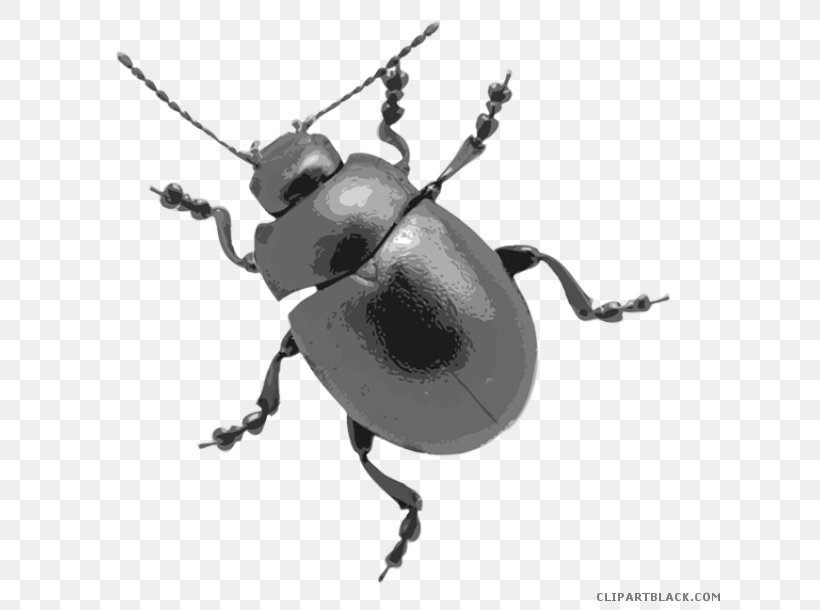 Beetle Stock Photography Clip Art Image Illustration, PNG, 640x610px, Beetle, Arthropod, Black And White, Dung Beetle, Fly Download Free