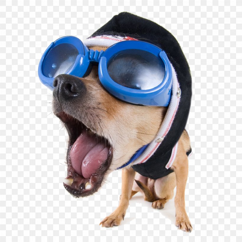 Dog Funny Animal Stock.xchng High-definition Video, PNG, 4420x4420px, Dog, Dog Breed, Dog Clothes, Dog Collar, Dog Like Mammal Download Free