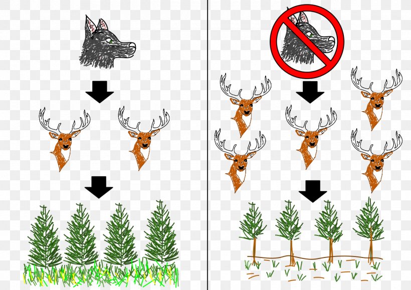 Elk Trophic Cascade Trophic Level Food Web Ecology, PNG, 1280x905px