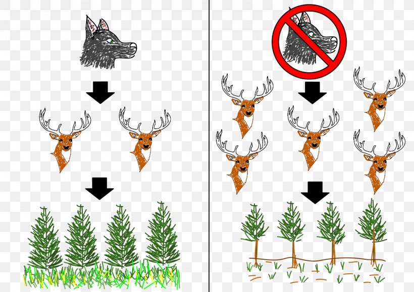 Elk Trophic Cascade Trophic Level Food Web Ecology, PNG, 1280x905px, Elk, Antler, Apex Predator, Biology, Branch Download Free