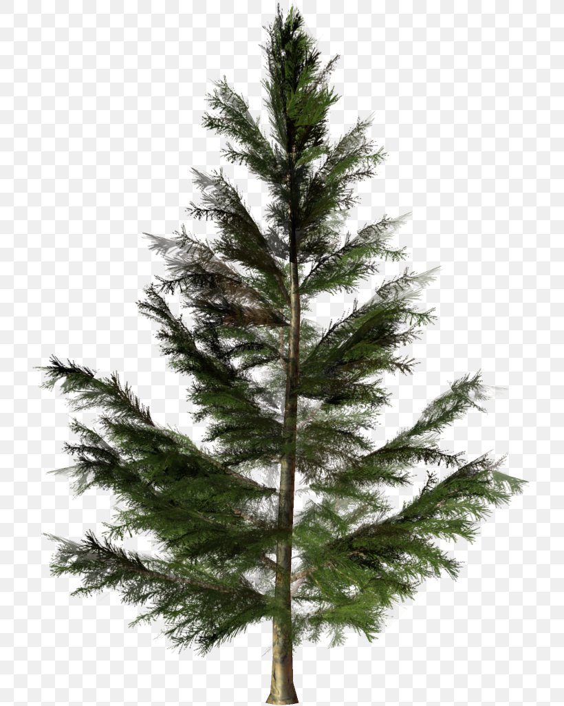 Pine Fir Christmas Tree Larch, PNG, 726x1026px, Pine, Branch, Christmas Decoration, Christmas Ornament, Christmas Tree Download Free