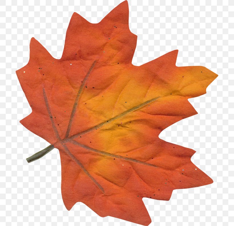 Red Maple Leaf, PNG, 710x794px, Maple Leaf, Autumn Leaf Color, Black Maple, Cartoon, Deciduous Download Free