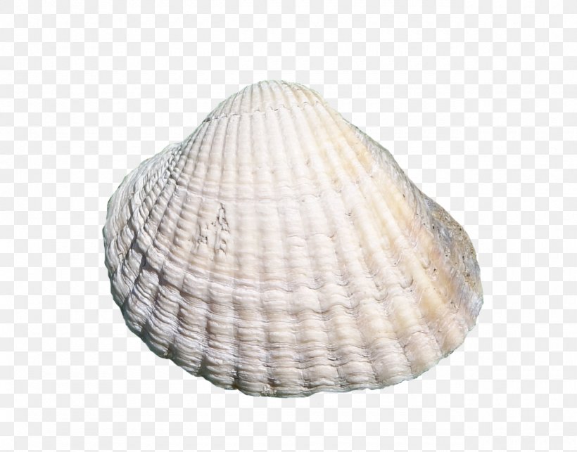 Seashell Clam Cockle, PNG, 1280x1004px, Seashell, Clam, Clams Oysters Mussels And Scallops, Cockle, Conch Download Free