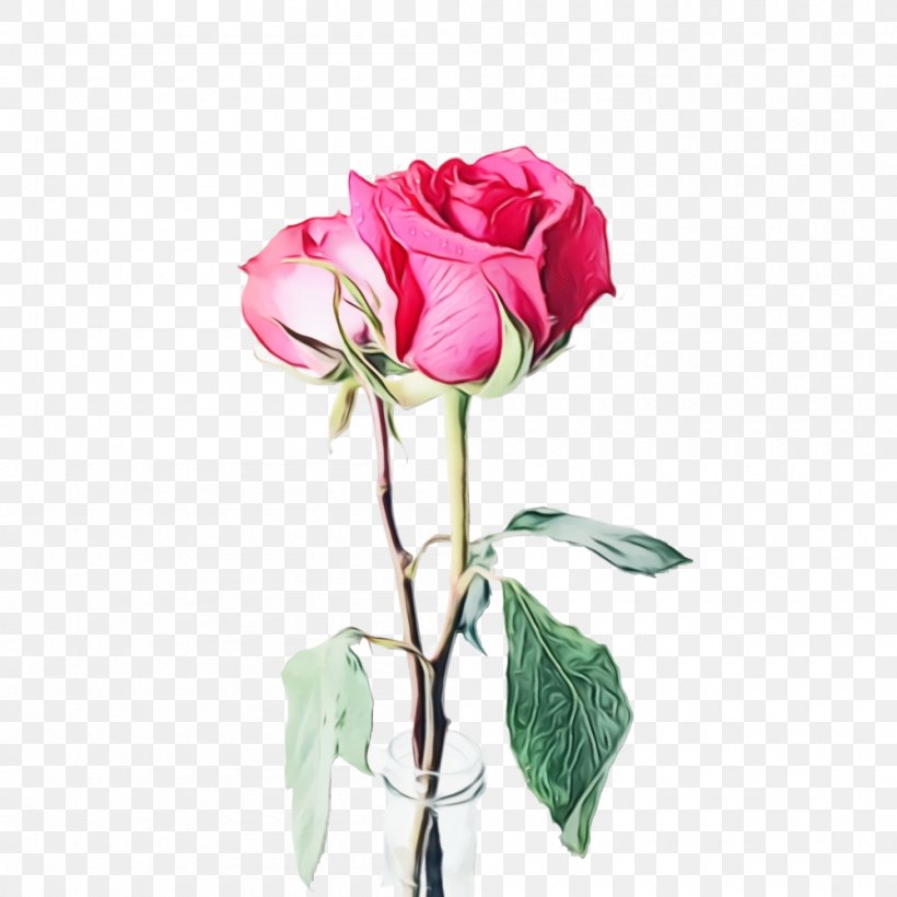 Black Pink Rose, PNG, 1000x1000px, Rose, Anniversary, Anthurium, Artificial Flower, Black Baccara Download Free