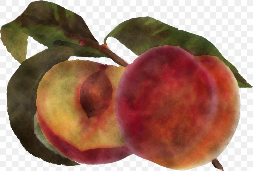 European Plum Fruit Peach Plant Food, PNG, 1519x1026px, European Plum, Accessory Fruit, Apple, Food, Fruit Download Free