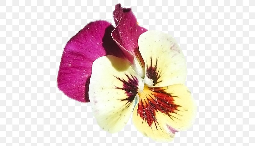 Pansy Violet Moth Orchids Close-up, PNG, 471x469px, Pansy, Closeup, Flower, Flowering Plant, Herbaceous Plant Download Free