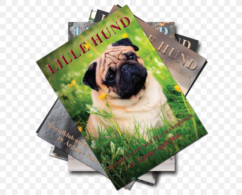 Pug Dog Breed Puppy Love Toy Dog, PNG, 600x660px, Pug, Breed, Carnivoran, Dog, Dog Breed Download Free