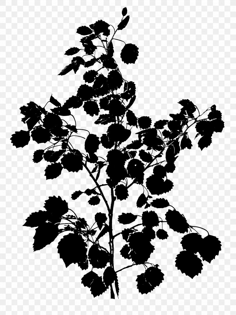 Black & White, PNG, 2864x3824px, Black White M, Blackandwhite, Botany, Branch, Flower Download Free
