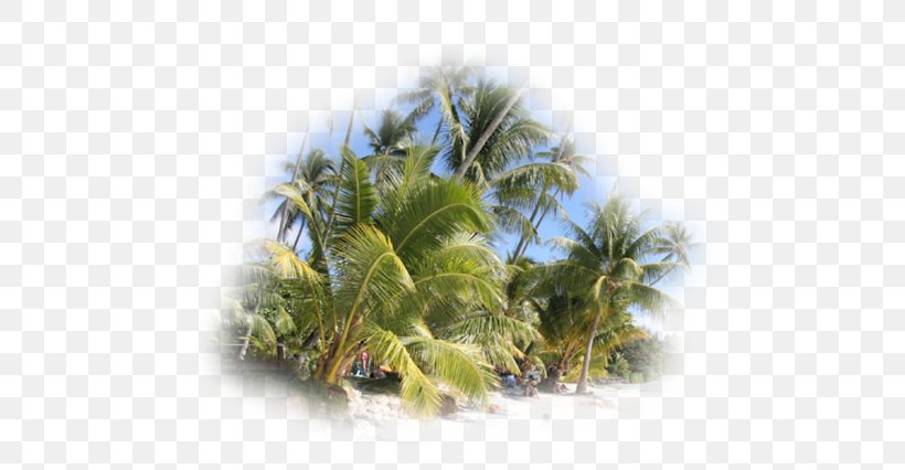 Coconut Vegetation Sky Plc, PNG, 600x426px, Coconut, Arecales, Palm Tree, Plant, Sky Download Free