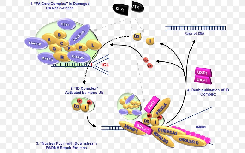 Fanconi Anemia, Complementation Group C FANCA BRCA1 BRIP1, PNG, 737x514px, Fanconi Anemia, Anemia, Area, Brca Mutation, Cancer Download Free