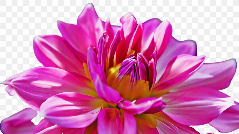 Flower Petal Pink Purple Violet, PNG, 2668x1500px, Flower, Closeup, Magenta, Petal, Pink Download Free