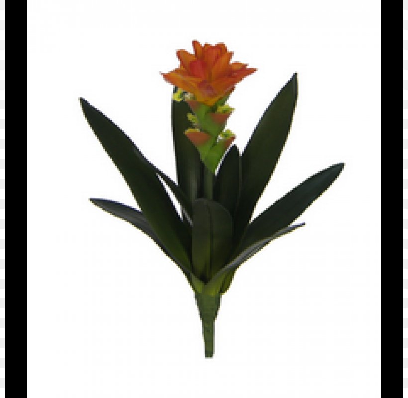 Flowerpot Artificial Flower Cut Flowers Plant Stem, PNG, 800x800px, Flowerpot, Artificial Flower, Canna, Canna Family, Cut Flowers Download Free