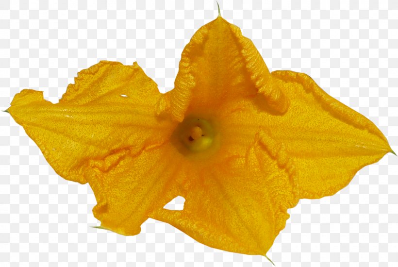 Petal, PNG, 1600x1075px, Petal, Flower, Orange, Plant, Yellow Download Free
