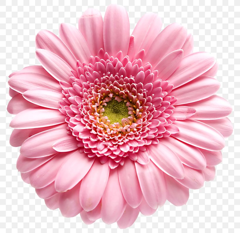 Transvaal Daisy Daisy Family Stock Photography Royalty-free, PNG, 800x796px, Transvaal Daisy, Annual Plant, Blue, Chrysanthemum, Chrysanths Download Free