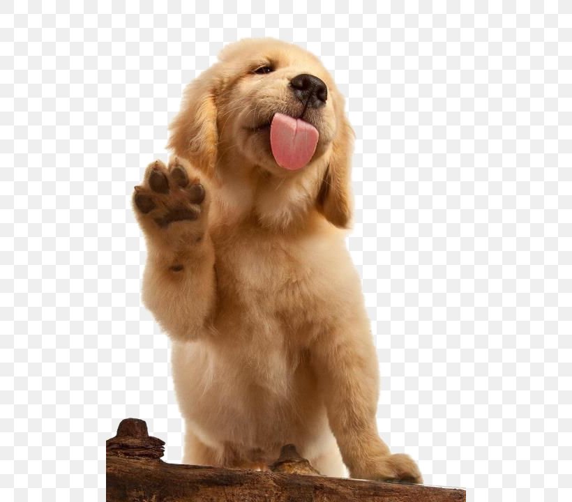 Golden Retriever Labrador Retriever Flat-Coated Retriever Puppy Cat, PNG, 516x720px, Golden Retriever, Breed, Carnivoran, Cat, Companion Dog Download Free
