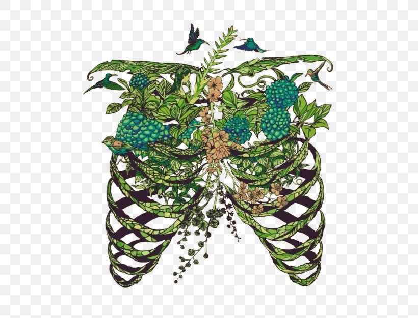 Lung Drawing Art Anatomy Rib Cage, PNG, 500x625px, Lung, Anatomy, Art, Breathing, Color Download Free