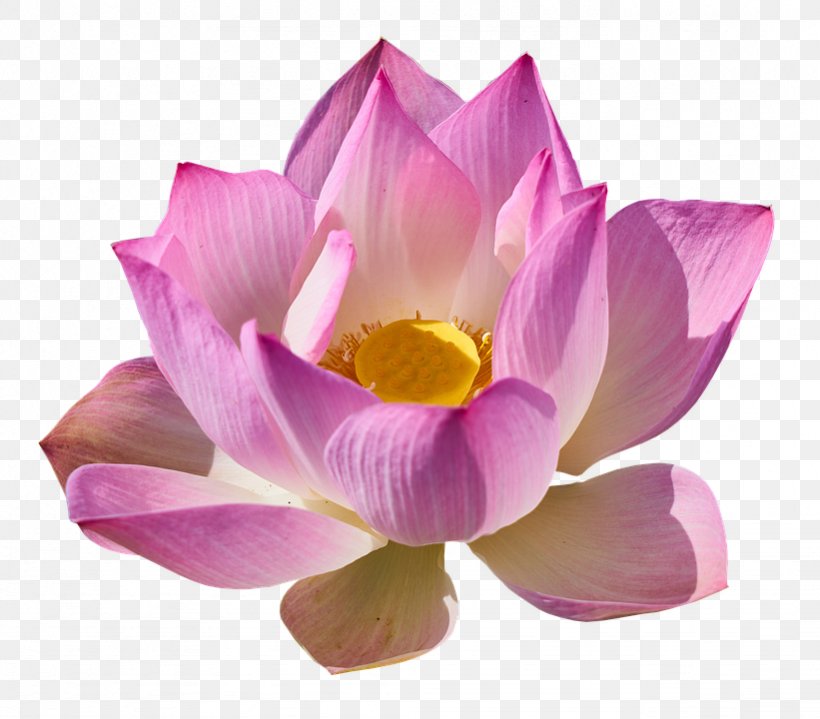 Nelumbo Nucifera Clip Art, PNG, 821x720px, Nelumbo Nucifera, Aquatic Plant, Flower, Flowering Plant, Image Resolution Download Free