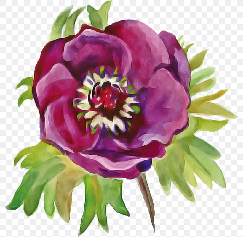 Flower Plant Watercolor Paint Common Peony Petal, PNG, 786x802px, Drawing Flower, Chinese Peony, Common Peony, Cut Flowers, Floral Drawing Download Free