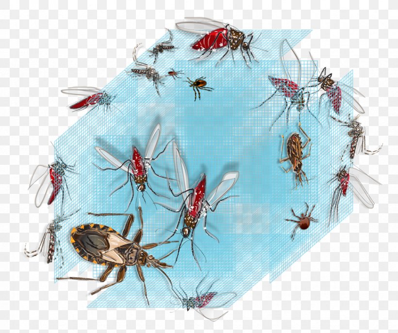 Vector Control Disease Mosquito Health, PNG, 869x729px, Vector, Arthropod, Chagas Disease, Dengue, Disease Download Free
