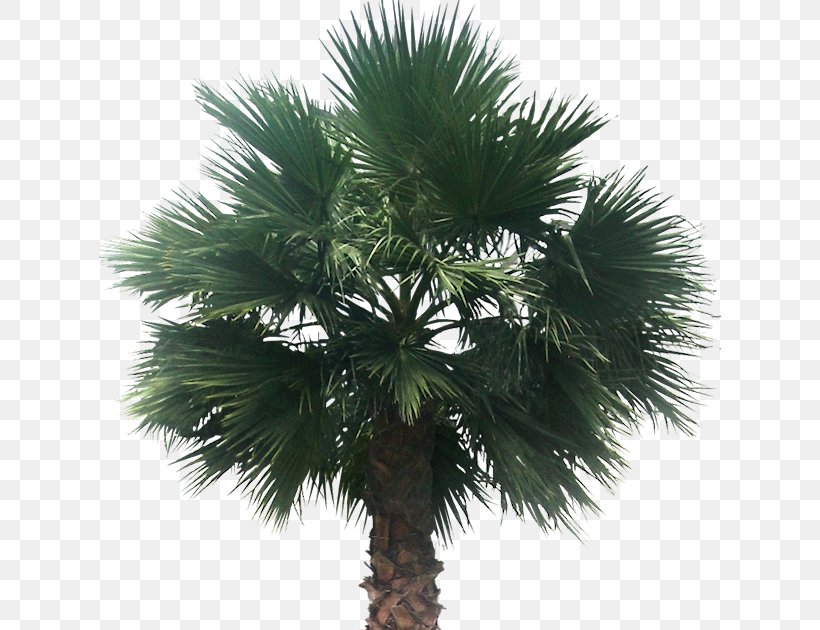 Arecaceae Tree California Palm Clip Art, PNG, 622x630px, Arecaceae, Areca Nut, Arecales, Attalea Speciosa, Borassus Flabellifer Download Free