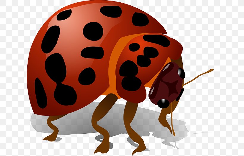 Beetle Ladybird Clip Art, PNG, 640x524px, Beetle, Arthropod, Insect, Invertebrate, Ladybird Download Free
