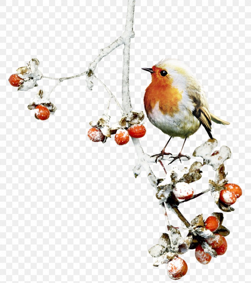 Bird Winter Clip Art, PNG, 1299x1467px, Bird, Autumn, Beak, Bird Supply, Branch Download Free