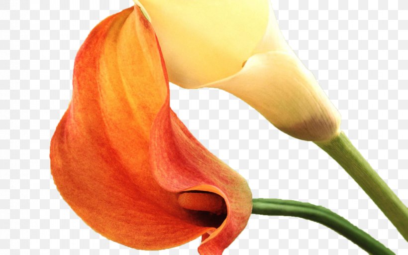 Download Icon, PNG, 1850x1156px, Calla Lily, Callalily, Close Up, Flower, Orange Download Free