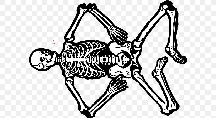 Human Skeleton Anatomy Human Body Skull, PNG, 600x448px, Human Skeleton ...