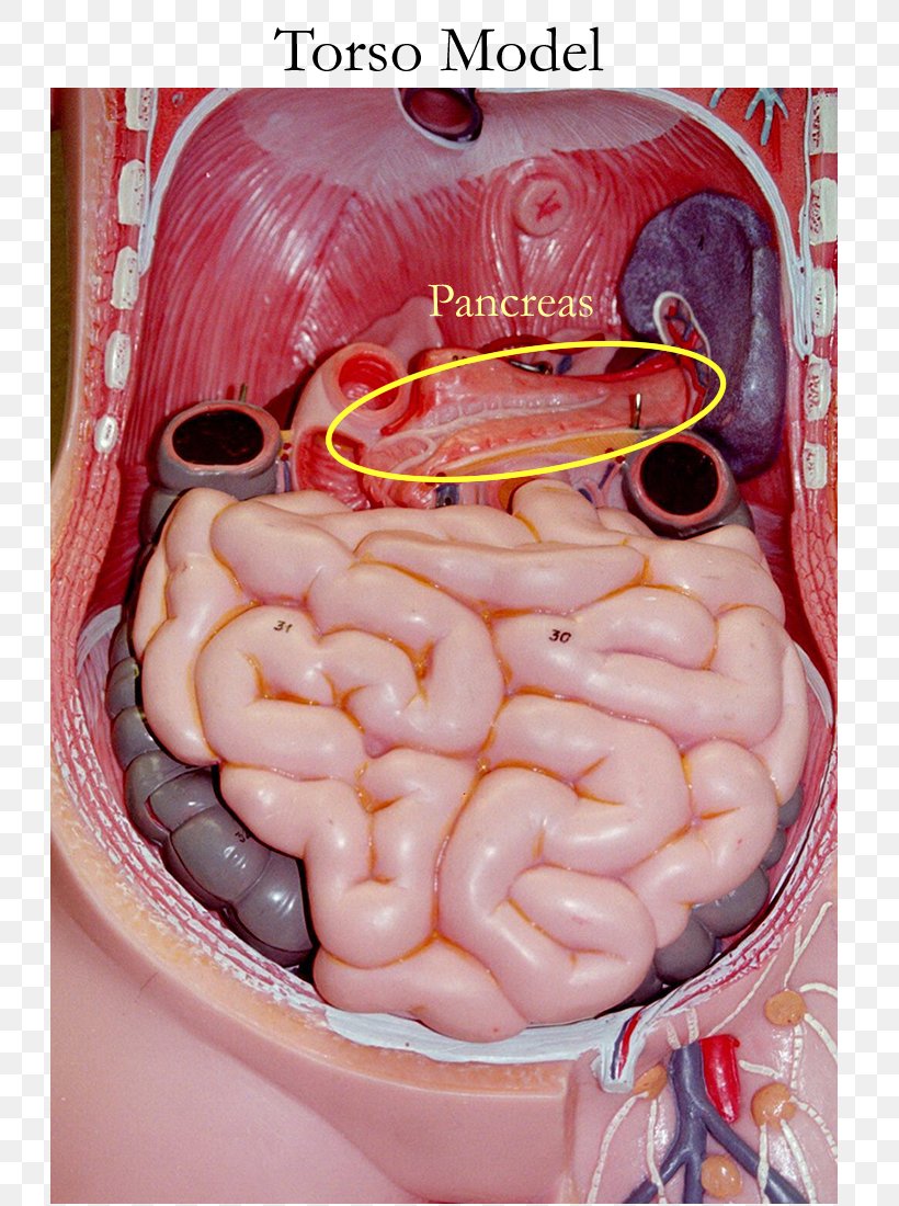Small Intestine Anatomy Gastrointestinal Tract Human Body Torso, PNG, 800x1100px, Watercolor, Cartoon, Flower, Frame, Heart Download Free