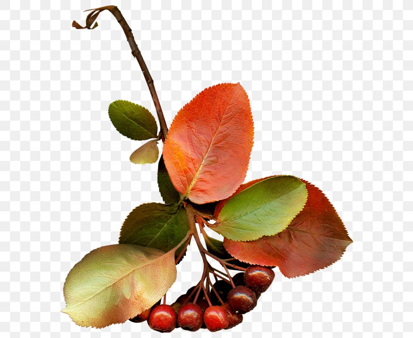 Still Life Photography Fruit, PNG, 600x672px, Still Life Photography, Branch, Fruit, Leaf, Photography Download Free