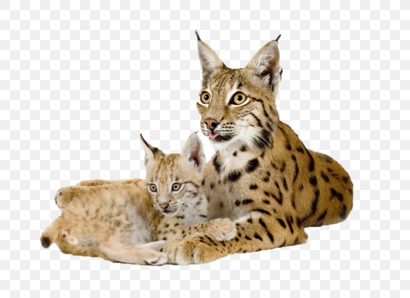 Eurasian Lynx Bobcat Canada Lynx Felidae, PNG, 1024x745px, Eurasian Lynx, Animal, Big Cats, Bobcat, California Spangled Download Free