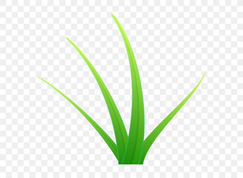 Grasses Leaf Aloe Vera Plant Stem Line, PNG, 600x600px, Grasses, Aloe, Aloe Vera, Aloes, Flowering Plant Download Free