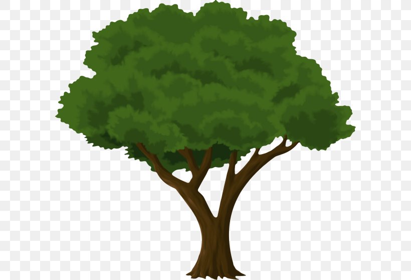 Oak Tree Drawing, PNG, 600x558px, Trunk, Arbor Day, Drawing, Elm, Flower Download Free