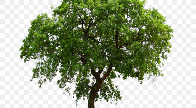 Tree Oak Shrub, PNG, 900x500px, Tree, American Sycamore, Arborist, Branch, Landscape Architecture Download Free