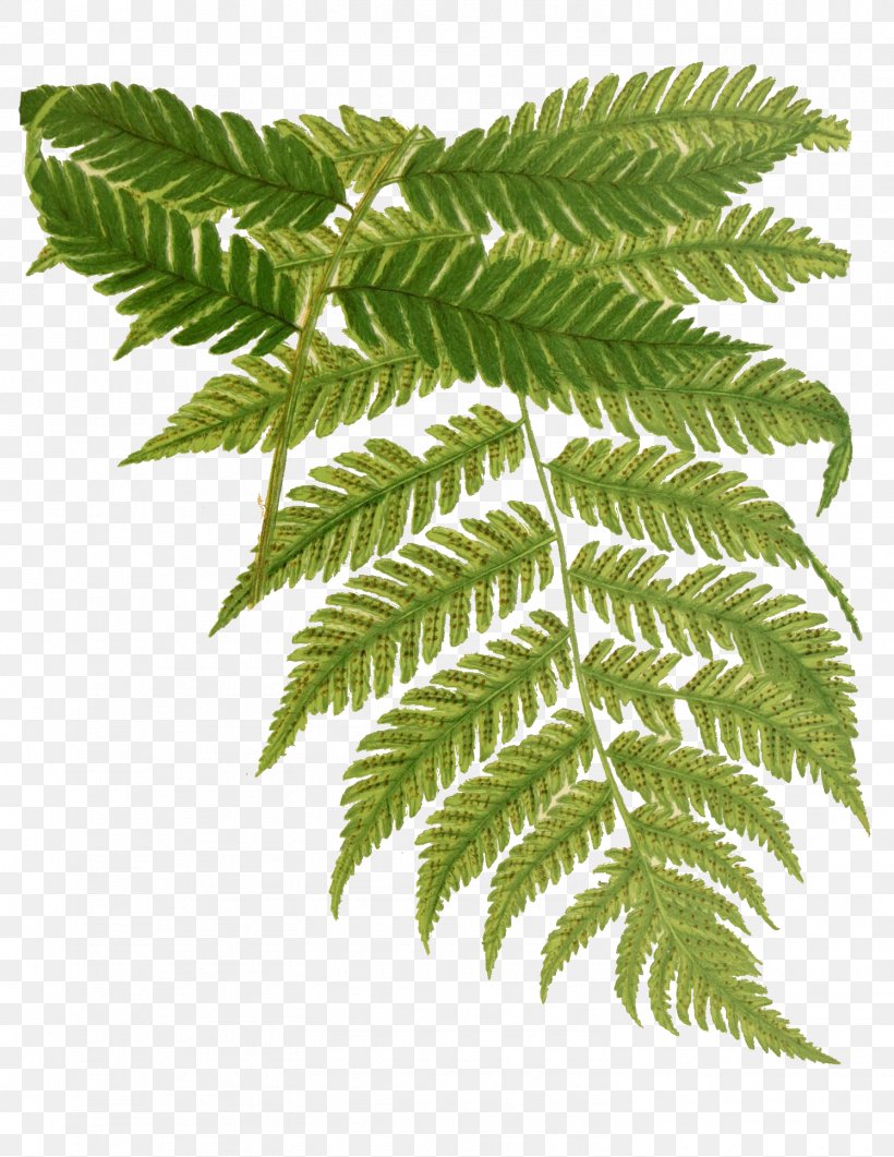 Beautiful Ferns Drawing Watercolor Painting, PNG, 1495x1935px, Fern, Art, Botanical Illustration, Botany, Drawing Download Free