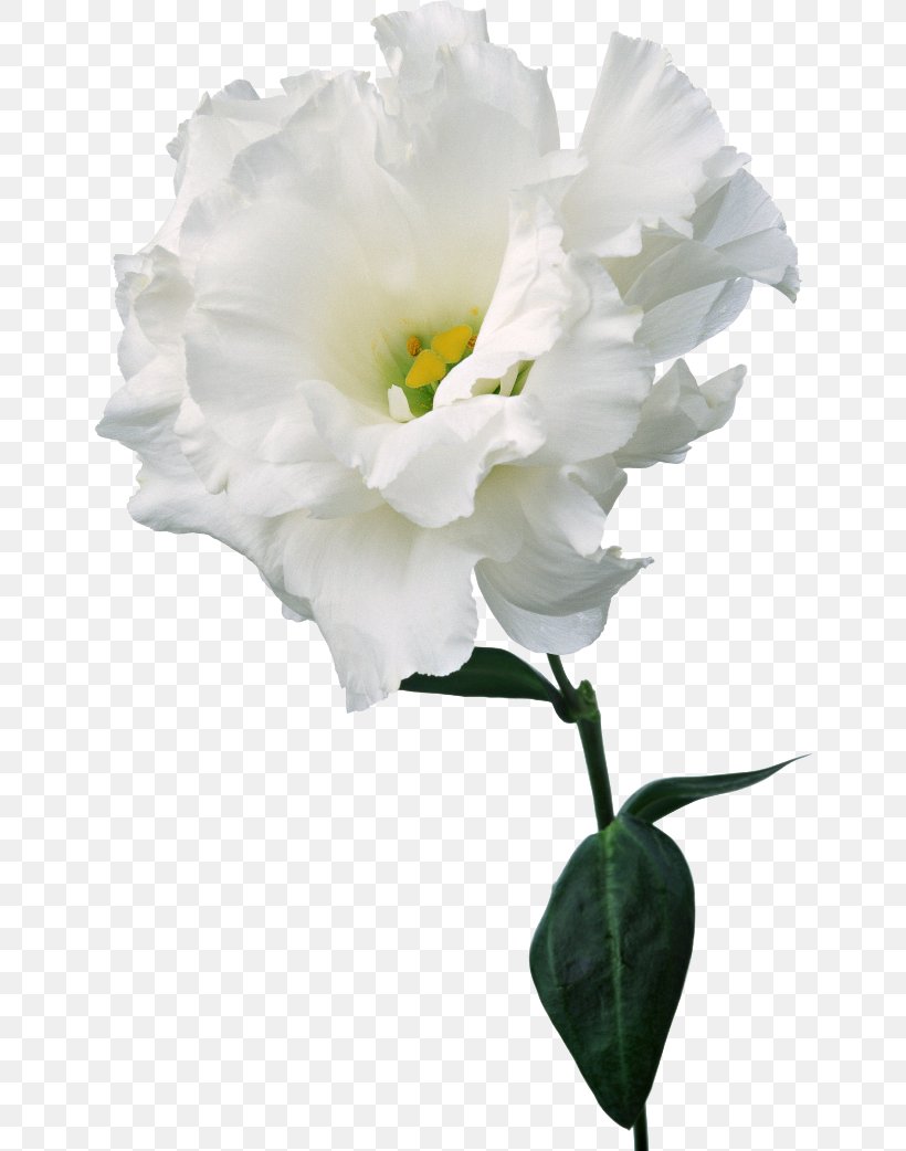 Carnation Cut Flowers Color Nosegay, PNG, 650x1042px, Carnation, Branch, Camellia, Color, Cut Flowers Download Free